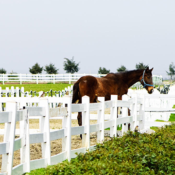 Horse in a farm